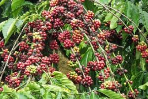 Hàng loạt vi phạm tại Công ty TNHH MTV Cà phê Đắk Nông