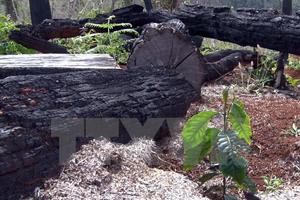Đắk Nông: Bắt khẩn cấp đối tượng chuyên “bảo kê” phá rừng