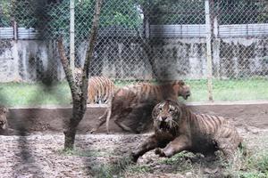 Cận cảnh đàn hổ dữ nuôi nhốt trái phép ở Thanh Hóa