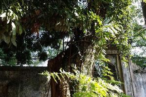 Vì sao cây sưa 100 tỷ ở Hà Nội sắp biến thành “củi mục”?