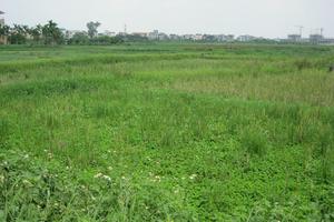 Choáng với kiểu đấu giá đất dự án Hà Nội