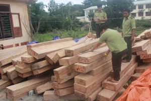 Bắt tạm giam đồn phó Biên phòng vụ phá rừng pơ mu biên giới