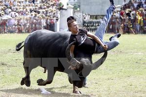 Xem xét đưa lễ hội chọi trâu Đồ Sơn khỏi danh mục di sản cấp quốc gia