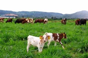  Phát triển bền vững là nền tảng phát triển cho mọi thành phần