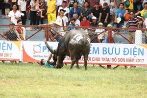 'Trâu chọi Đồ Sơn húc chết chủ do sốc tâm lý'