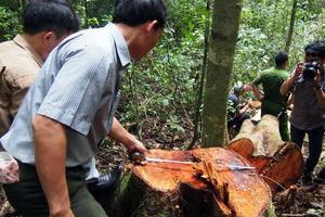 Hà Tĩnh: Phát hiện xử lý 180 vụ vi phạm lâm luật