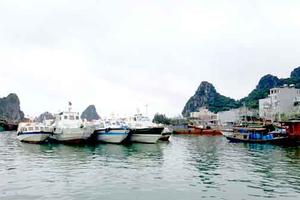 Đặc khu kinh tế là cái tổ cho Phượng Hoàng