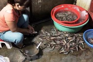 Bắt quả tang một cơ sở kinh doanh bơm tạp chất vào tôm tại Hà Nội