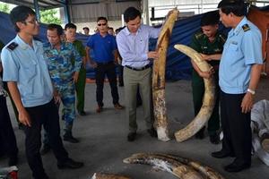 Đánh tráo, ăn cắp trên 150 kg ngà voi tang vật, một cán bộ Hải quan bị bắt