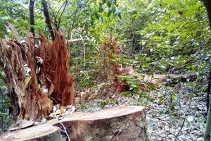 Nhiều cây nghiến bị chặt tại khu vực công an, quân đội nhận khoán