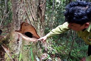 Gia Lai: Rừng vẫn tiếp tục “chảy máu”