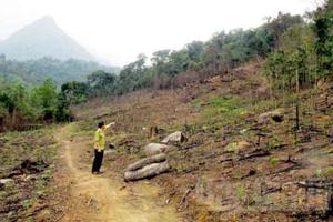 Bắc Giang: BQL Rừng phòng hộ Sơn Động buông lỏng quản lý