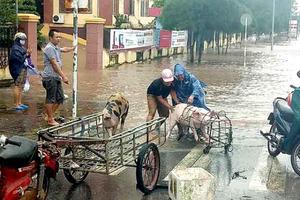 Nam Định: Tăng cường kiểm tra, rà soát tình hình vi phạm pháp luật về đê điều
