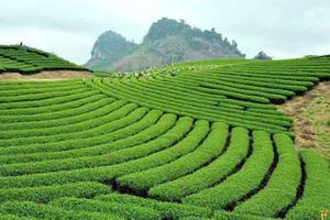 Hà Nam: Nợ đọng gần 1 tỷ đồng từ đất nông, lâm trường