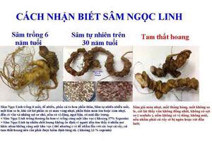 Về sự xuất hiện sâm Ngọc Linh giả trên thị trường: Bộ Khoa học và Công nghệ vào cuộc 