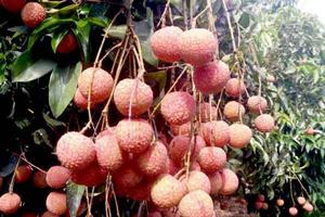 Giải pháp nào thu hút đầu tư nông nghiệp?