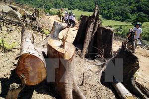 Kiểm tra hiện trường 44ha rừng tự nhiên bị "xóa sổ" tại Bình Định
