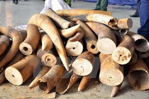 Phó Thủ tướng chỉ đạo xử lý vụ cán bộ hải quan đánh tráo tang vật