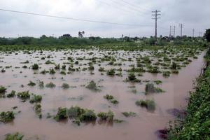 Bão số 10 đã khiến ít nhất 13 người thiệt mạng và mất tích