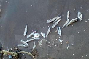 Xác định nguyên nhân cá, sò chết tại khu vực biển Vĩnh Tân