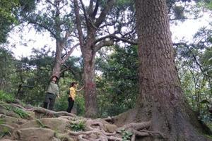  Yên Tử: Xích Tùng cổ cần được bảo tồn