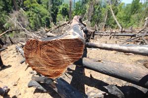 Ai đứng sau vụ phá rừng phòng hộ huyện Tiên Phước?