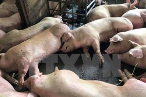 Vụ tiêm thuốc an thần cho lợn: Gần 4.000 con lợn dương tính