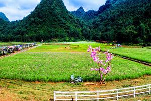 Những hình ảnh tuyệt đẹp của thung lũng Bắc Sơn mùa hoa nở