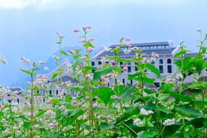 Sun World Fansipan Legend tổ chức Lễ hội hoa Tam giác mạch 