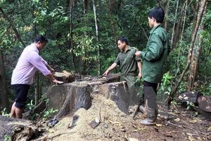 Kon Tum: Phá rừng, nguyên trưởng công an xã Đăk Ui bị khởi tố