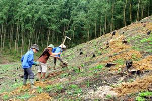 Tuyên Quang: Quản lý, sử dụng đất lâm nghiệp còn nhiều sai phạm