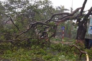 Gió giật cấp 15 đã đổ bộ vào Khánh Hòa