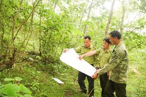 Tăng cường công tác quản lý, bảo vệ rừng