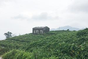 Làm rõ phản ánh "Vĩnh Phúc: Đốn rừng Thông trồng Su Su"