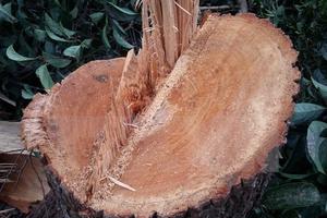 Đắk Nông yêu cầu tăng mức kỷ luật với cán bộ kiểm lâm làm mất rừng