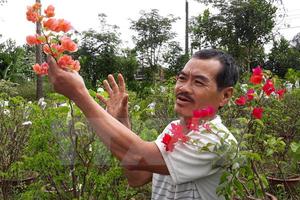Nhà vườn ở Chợ Lách "điêu đứng" vì tin đồn hoa giấy gây ung thư