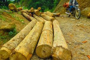 Lào Cai: Yêu cầu xử nghiêm “lâm tặc”