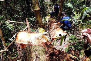 Nhiều cán bộ, công chức “trả giá” vì lấn chiếm, hợp thức hóa đất rừng