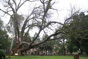 Cây di sản chết khô sau 8 tháng chữa bệnh nấm