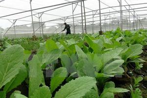 Xử lý vi phạm an toàn thực phẩm: Tránh tình trạng “Bắt cóc bỏ đĩa”