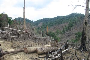 Cách chức Chủ tịch UBND xã Tiên Lãnh vì để mất hàng trăm ha rừng