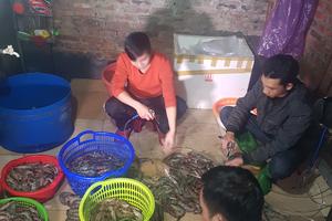 Phát hiện 40kg tôm bơm tạp chất ở Đông Anh