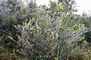 Băng tuyết phủ dầy trên đỉnh Mẫu Sơn