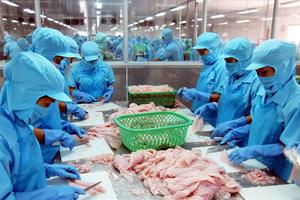 Để những “ông lớn” ngành thủy sản không bị “lớn nhanh, chết yểu”
