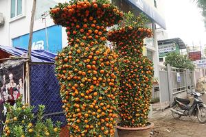 Cặp quất lục bình 'khủng' giá hàng chục triệu ở Hà Nội