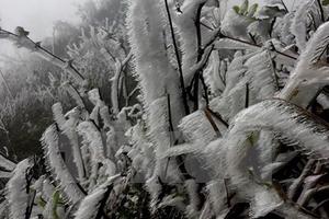 Băng giá bao phủ một số đỉnh núi ở Mù Cang Chải địa phận Yên Bái