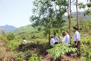 Hàng loạt sai phạm trong quản lý, sử dụng đất có nguồn gốc nông, lâm trường