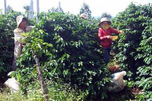 Công ty TNHH MTV cà phê EaBá, Phú Yên: Nợ ngân sách Nhà nước trên 4,3 tỷ đồng