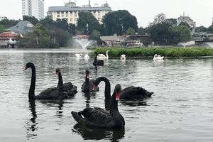 Vì sao chuyển thiên nga khỏi hồ Hoàn Kiếm về hồ Thiền Quang?