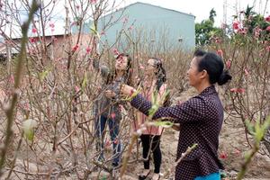 Thời tiết ấm dần trong những ngày cận Tết Nguyên đán Mậu Tuất
